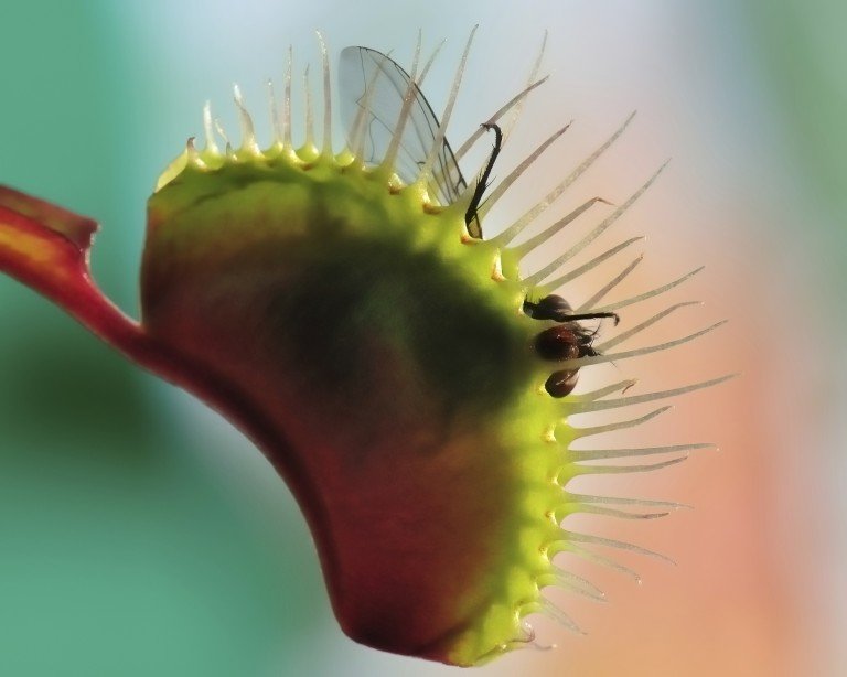 Click to enlarge venus fly trap