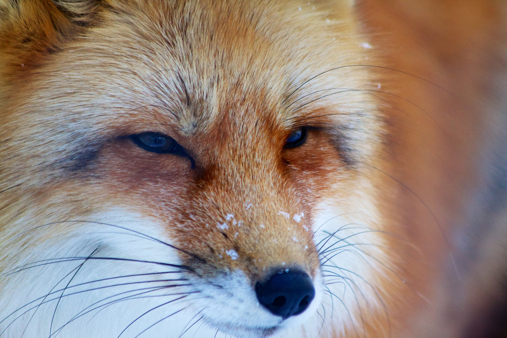 Red Fox
