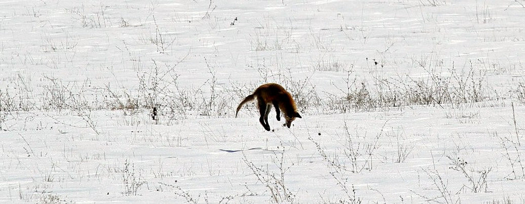 Click to enlarge Fox bunny hop attack