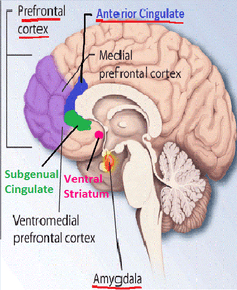 Ventral striatrum and anterior cingulate.