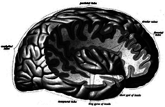 Click to enlarge Insular cortex.