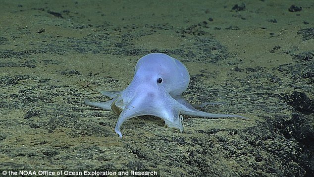 During a recent deep-sea dive in the Hawaiian Archipelago, a remotely operated vehicle came across an unknown creature.