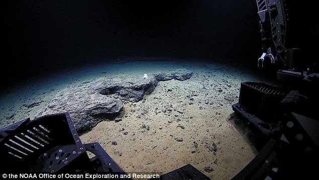 Click to enlarge the remotely operated vehicle called Deep Discoverer found something extraordinary – a small octopus sitting on a rock, pictured above.