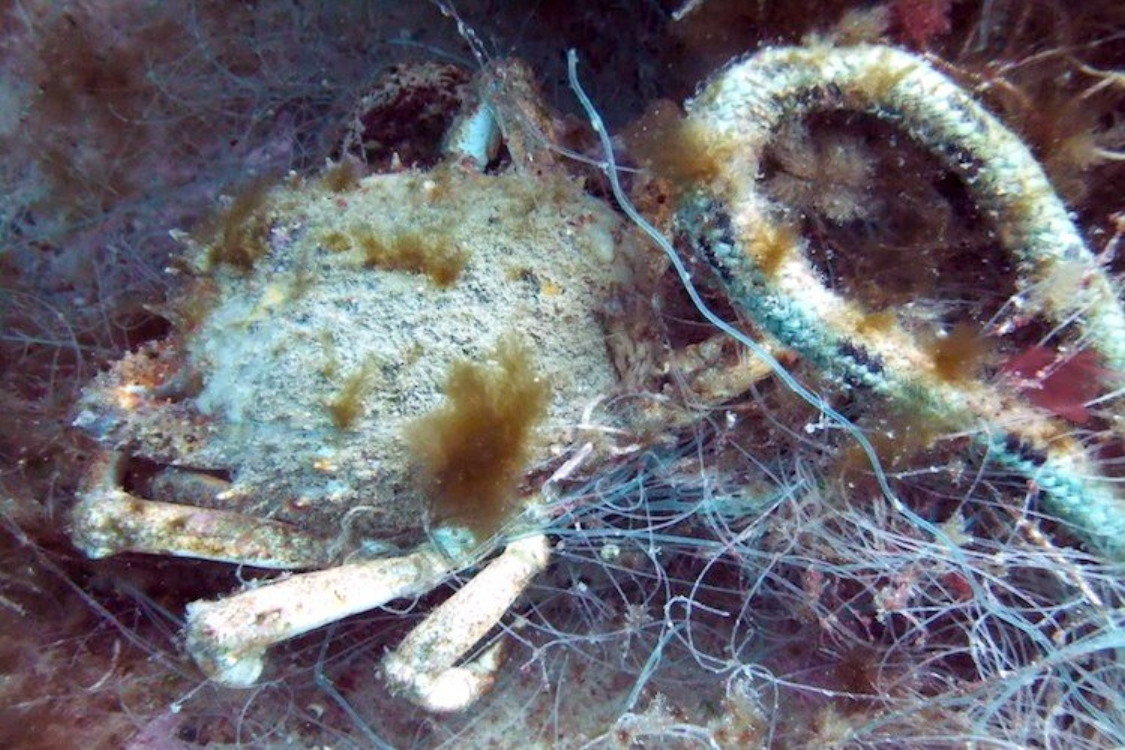 trash crab