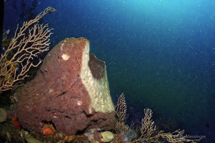 coral