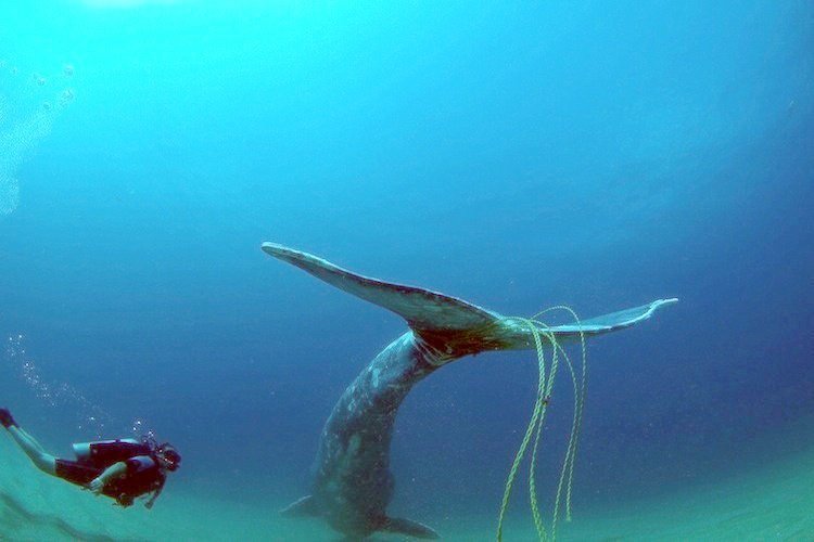 whale trash