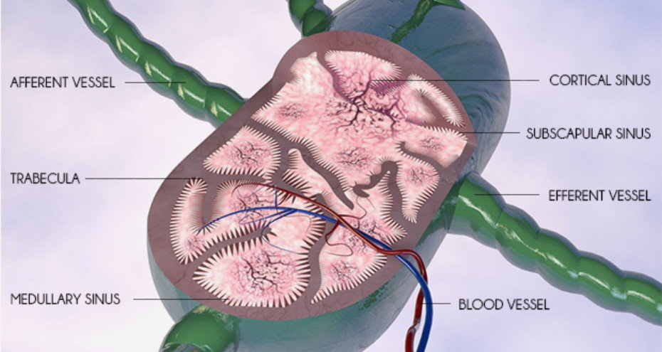 lymph node