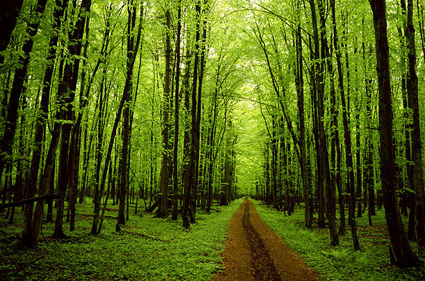 trees