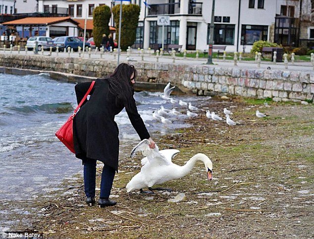 Click to enlarge swan selfie