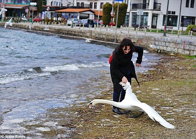 Click to enlarge swan selfie