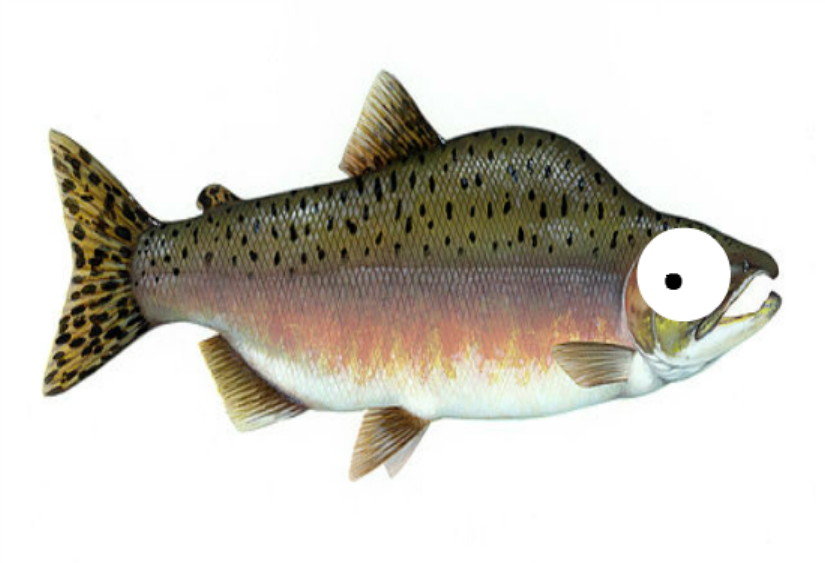 freaked out salmon