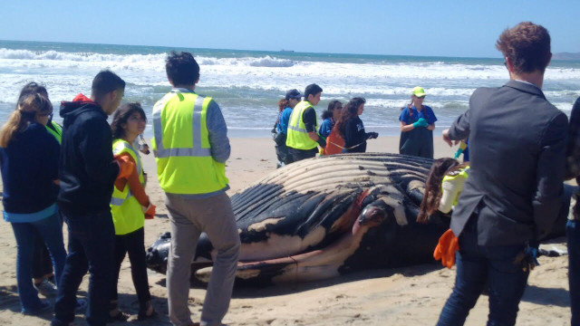 Spectators look at a beached whale in Coronado, March 8, 2016. 