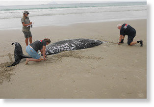 One of three whales which stranded on Ruakaka Beach. 