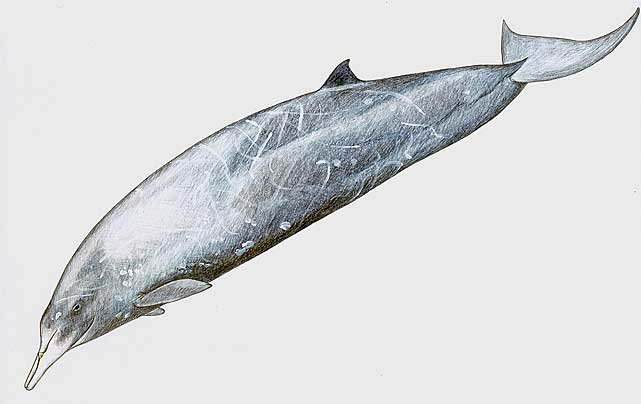 Gray's Beaked Whale