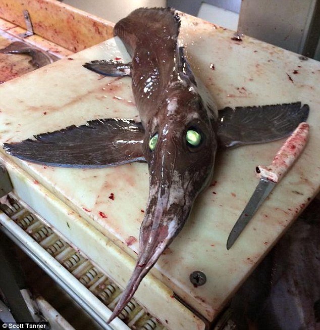 But this creature is a deep sea fish with a slimy body, green glowing eyes and ribbed fins that look like feathered wings. This eerie catch is said to be a long-nose chimaera that branched off from sharks almost 400 million years ago 