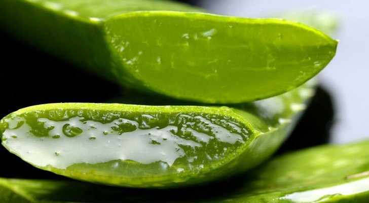 Aloe vera