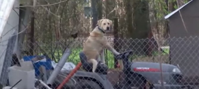 Lovely dog on a lawn mower