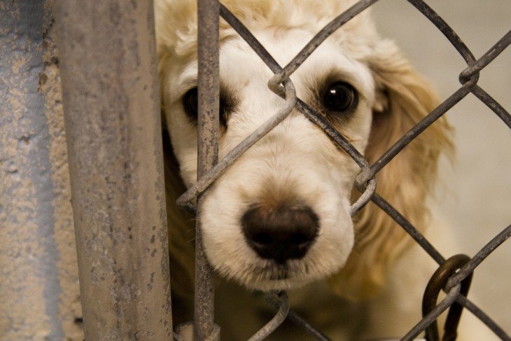 Click to enlarge Animal shelters