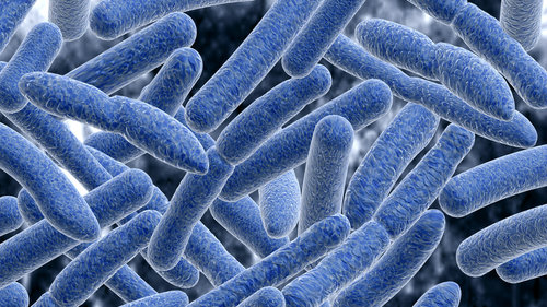 bacteria