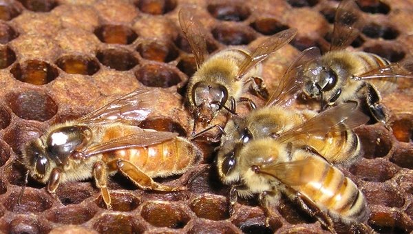 Click to enlarge honeybees