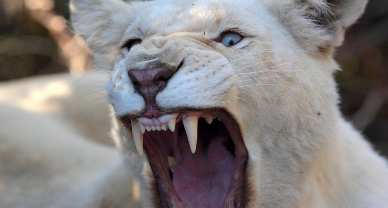 White lioness