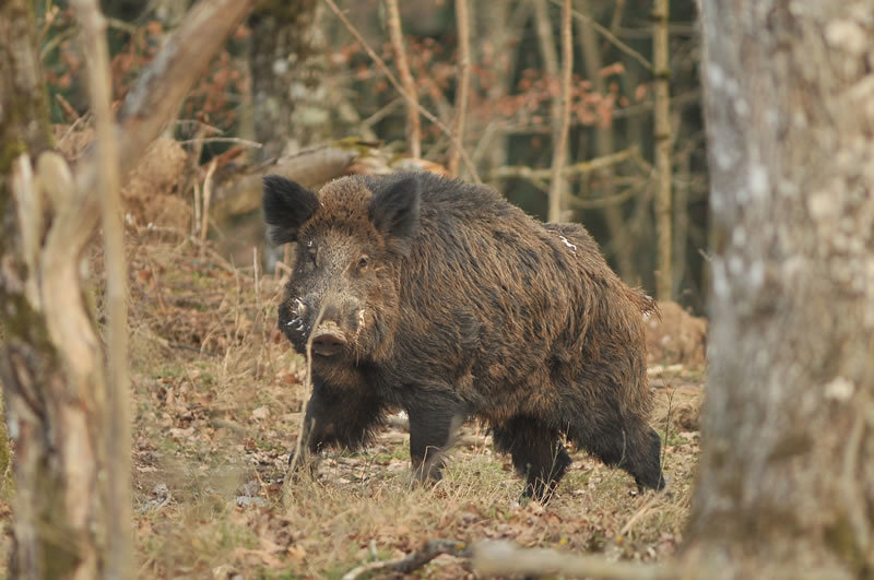 Wild boar