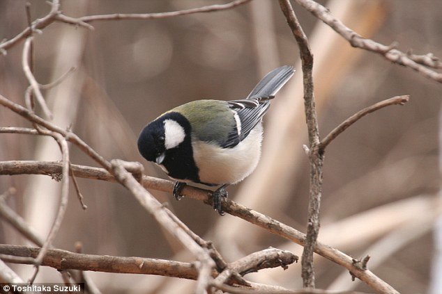 Japanese great tits (pictured) are well known for being highly vocal birds and produce a range of calls, but scientists have discovered they can structure these into phrases that convey distinct messages.