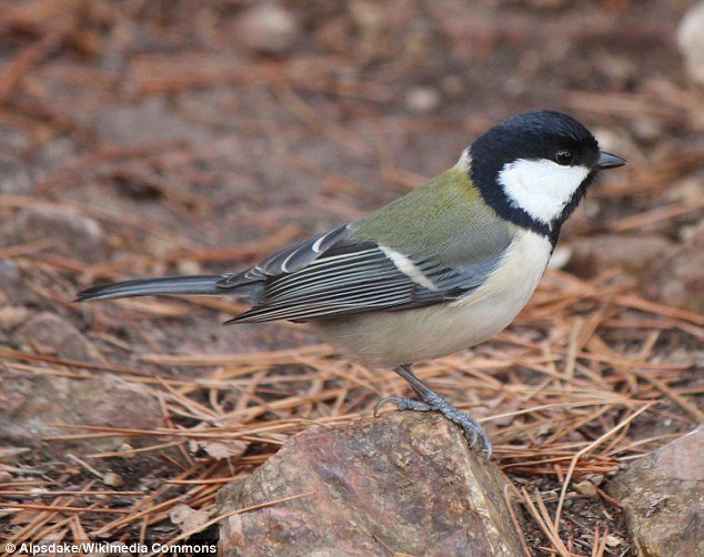 Click to enlarge Japanese great tit
