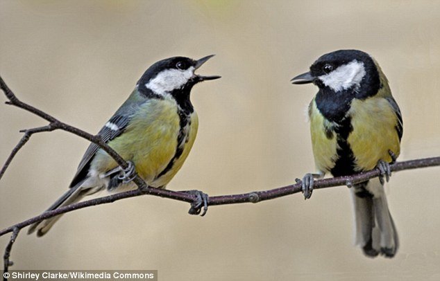 Click to enlarge Japanese great tits are close relatives of the birds commonly found in British gardens (pictured). The birds can produce up to 40 different calls and songs.