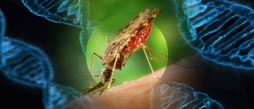 Click to enlarge GMO mosquito