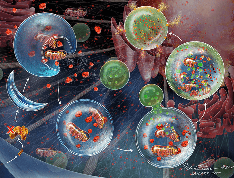 Click to enlarge autophagy