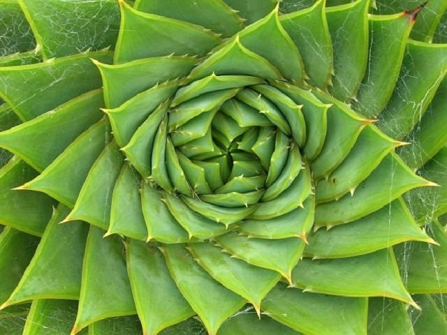 spiral plant