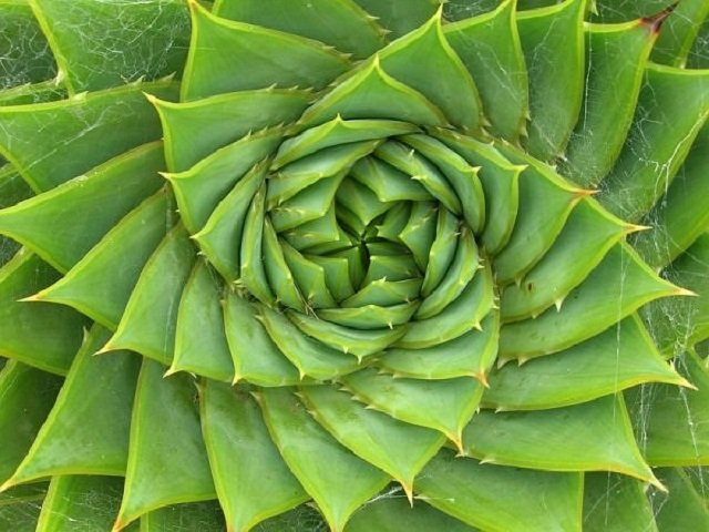 Click to enlarge spiral plant