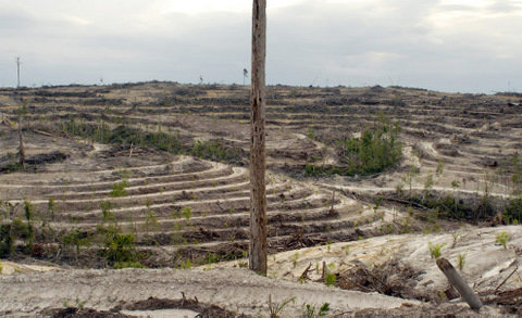 Click to enlarge Borneo deforestation