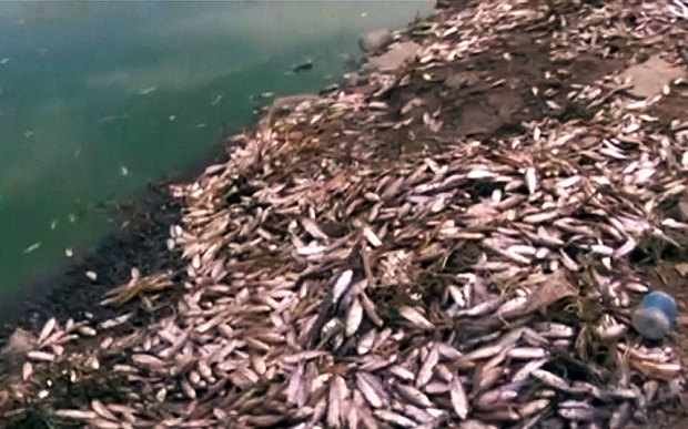 dead fish in Bolivian lake