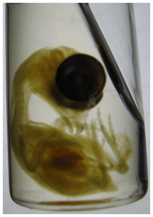 Click to enlarge A chicken embryo
