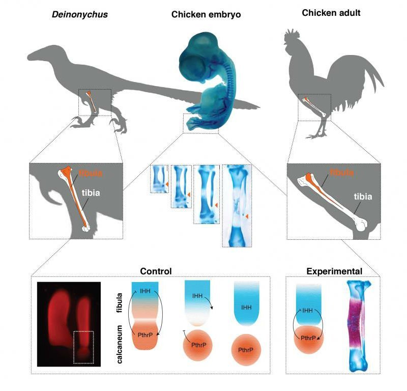 Click to enlarge Dinosaur from Chicken