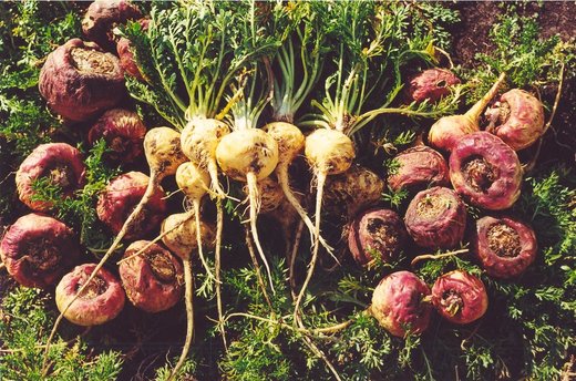 Maca 
