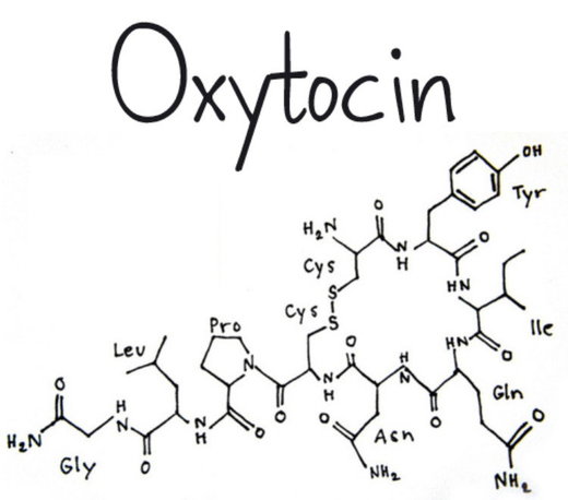 oxytocin