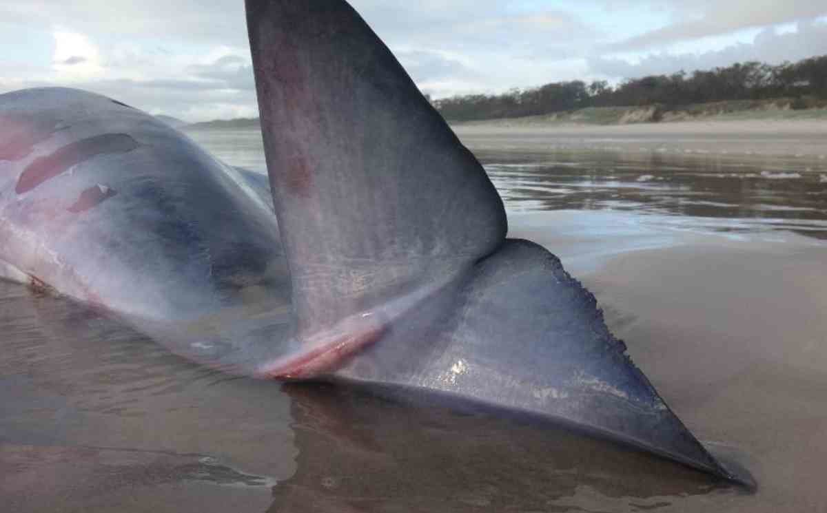 dead whale on Queensland beach