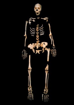Click to enlarge Neanderthal Skeleton