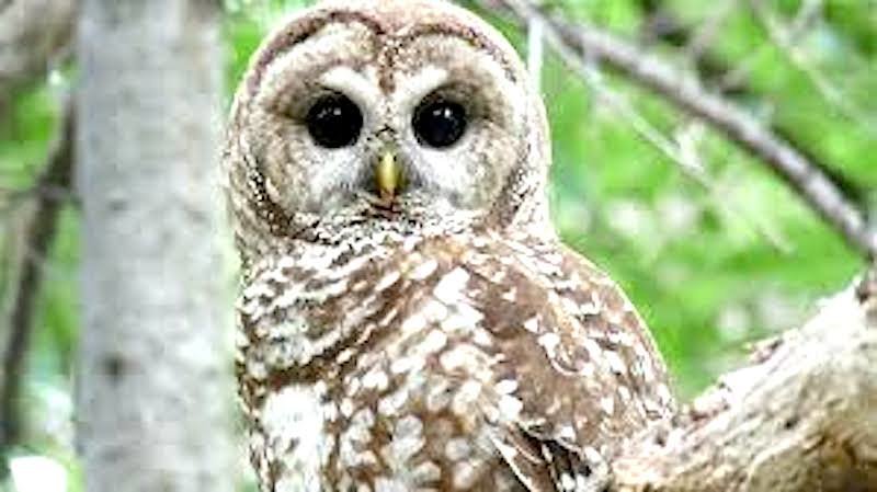 spotted owl