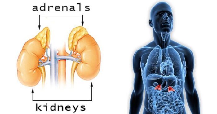 adrenal fatigue