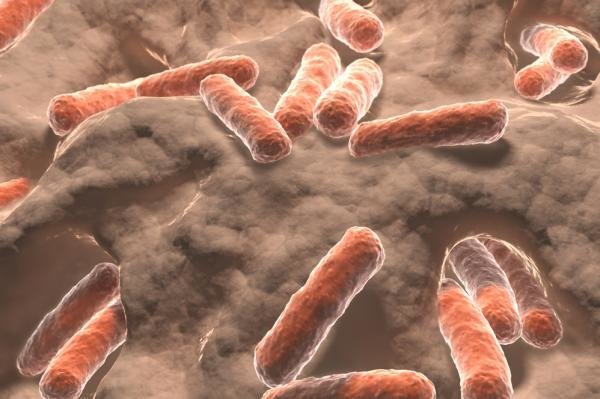 Click to enlarge bacterial resistance copper