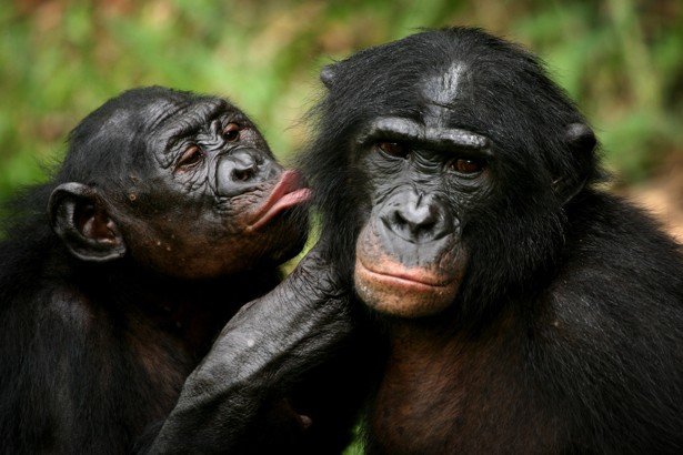 bonobos