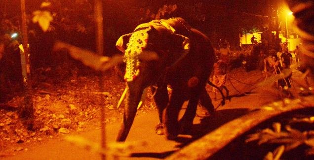 elephant attacks
