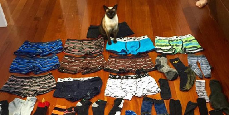 Cat Burglar