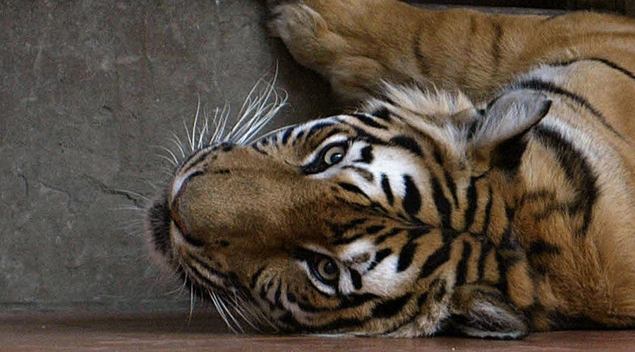 Tiger