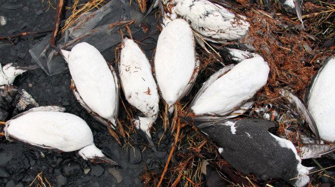 Dead common murres
