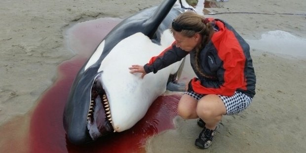 Dr Visser examines the dead orca that washed up on Mangawhai Beach.